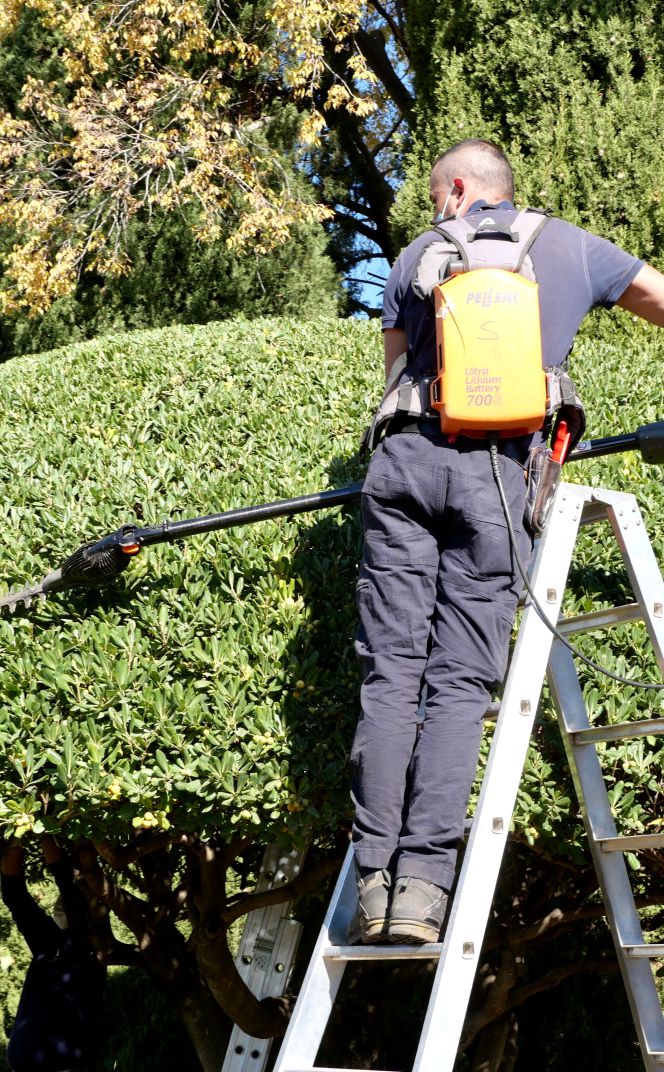 agave-Commercial Tree Care 1 All-in-One Tree Services