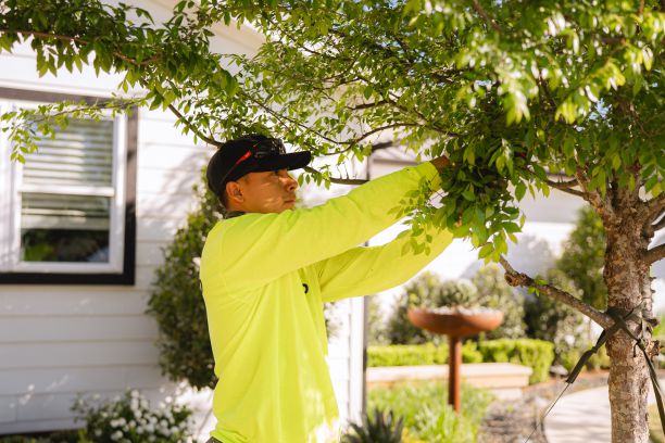 agave-Tree Pruning 2 agave-Cleaning updated