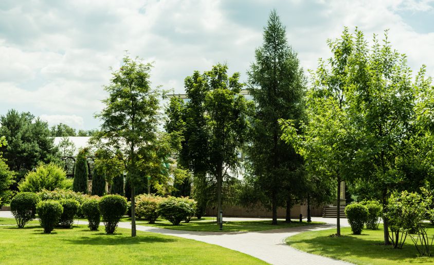 agave-Commercial Tree Care