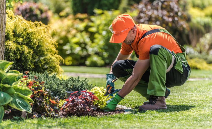 agave-Tree Care Services 14 PLANT HEALTH