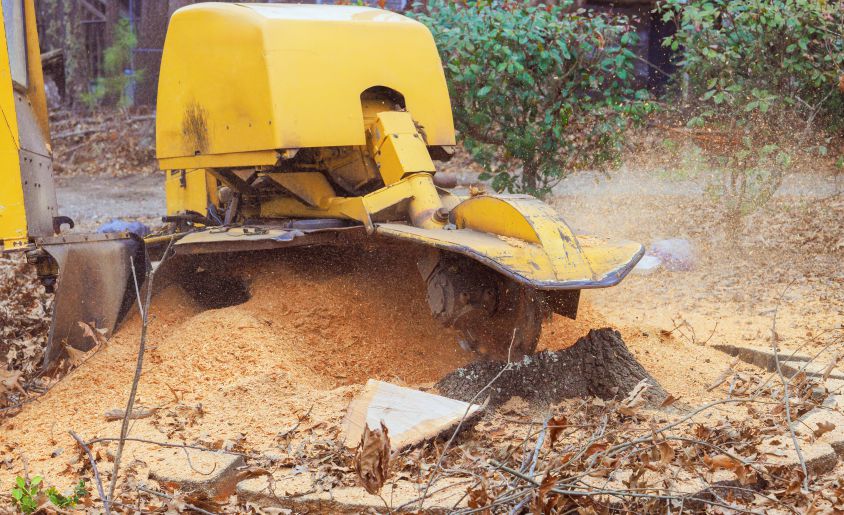 agave-Tree Care Services 7 Stump Grinding