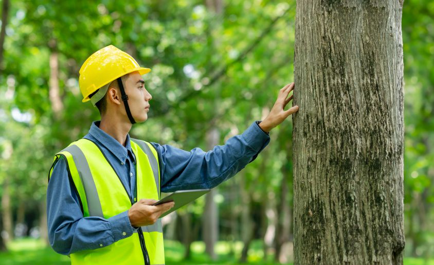 agave-Tree Care Services 11 Tree Health