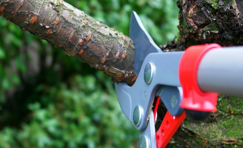 agave-Tree Care Services 3 agave-Tree Pruning