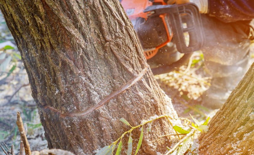 agave-Tree Care Services 6 agave-Tree Removal