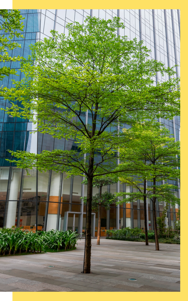 agave-Commercial Tree Care 2 Why Choose Agave LD for Your Tree Care