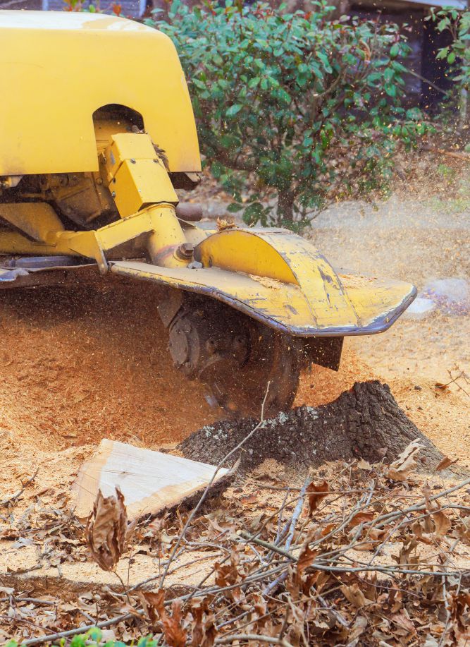 agave-Stump Grinding 1 agave-Why Remove a Tree Stump