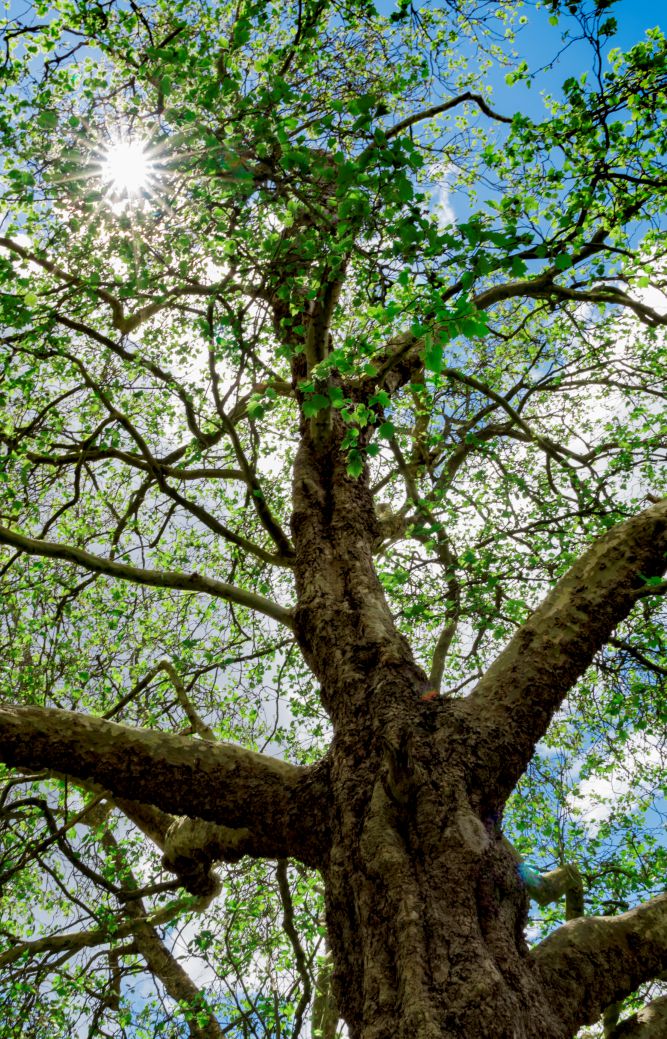 agave-tree heath service